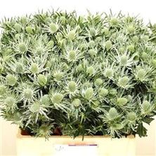 Eryngium (thistle) Sirius Questar