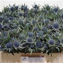 Eryngium (thistle) Aquarius Questar