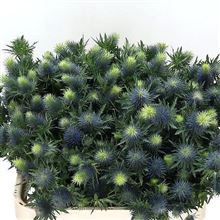 Eryngium (thistle) Supernova