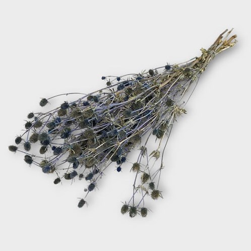 Eryngium Blue (Dried)