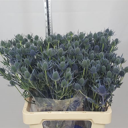Eryngium (Thistle)