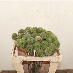 Eryngium Bullit (Single)