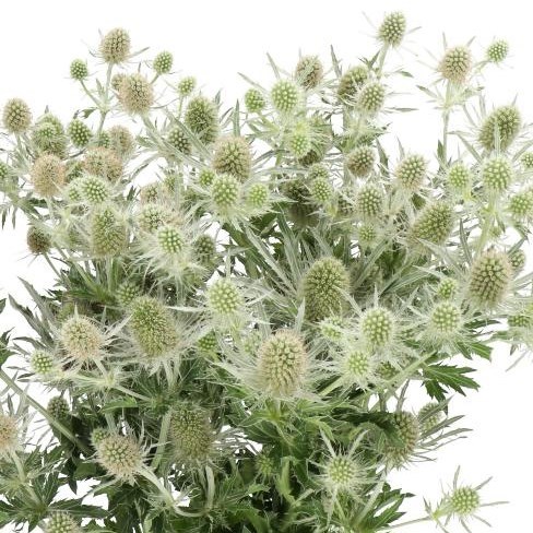 Eryngium Magical White Lagoon