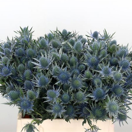 Eryngium (Thistle) Aquarius Questar