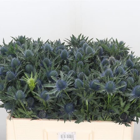 Eryngium (Thistle) Aquarius Questar