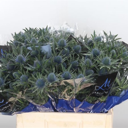 Eryngium (Thistle) Aquarius Questar