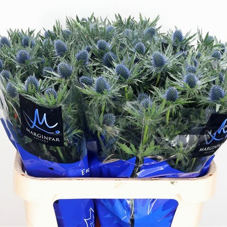 Eryngium (Thistle) Aquarius Questar