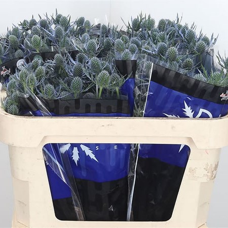 Eryngium (Thistle) Blue Dynamite