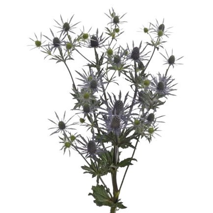 Eryngium (Thistle) Blue Surprise