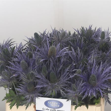 Eryngium (Thistle) Don Stone