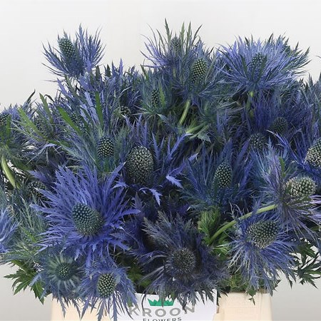 Eryngium (Thistle) Donard Variety