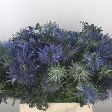 Eryngium (Thistle) Donard Variety