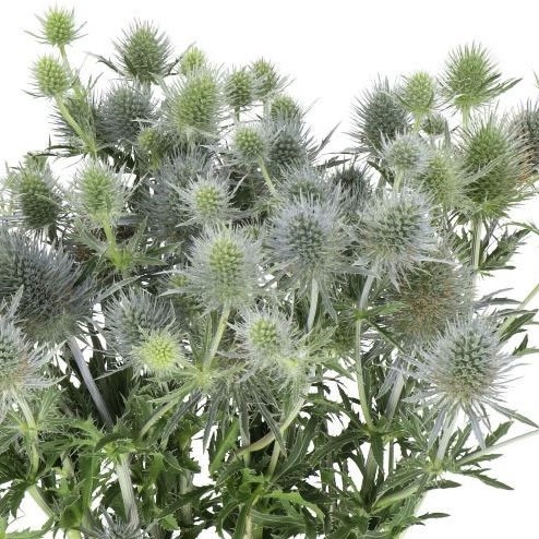 Eryngium (Thistle) Magical Anita