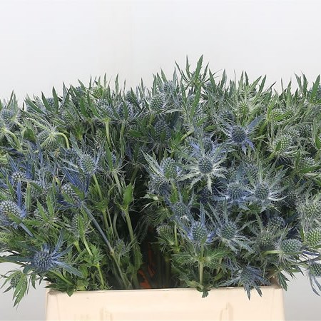 Eryngium (Thistle) Magical Blue Lagoon