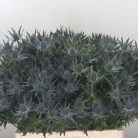 Eryngium (Thistle) Magical Blue Lagoon