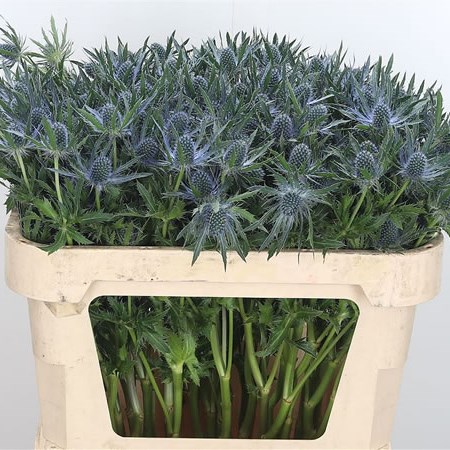 Eryngium (Thistle) Magical Blue Lagoon