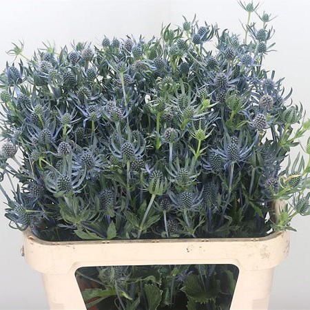 Eryngium (Thistle) Magical Rowshow
