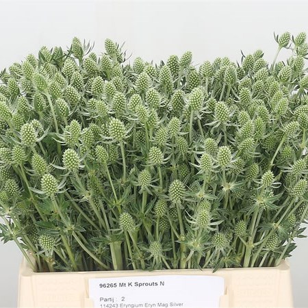 Eryngium (Thistle) Magical Silver