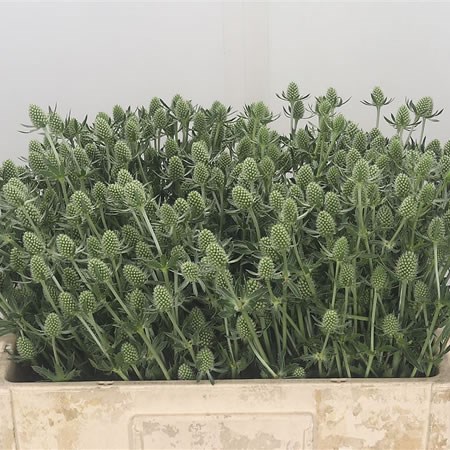 Eryngium (Thistle) Magical Silver