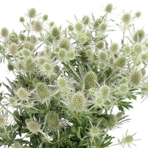Eryngium (Thistle) Magical White Lagoon