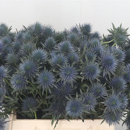Eryngium (Thistle) Magnetar Questar