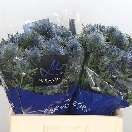 Eryngium (Thistle) Magnetar Questar