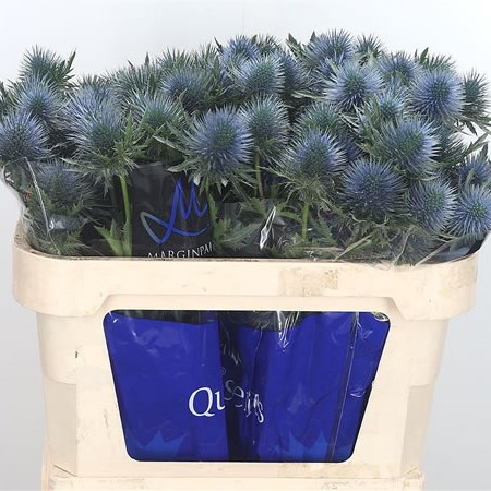 Eryngium (Thistle) Magnetar Questar