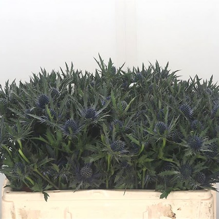 Eryngium (Thistle) Orion