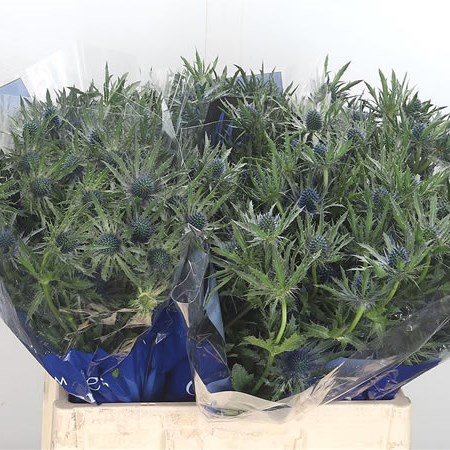 Eryngium (Thistle) Orion Questar