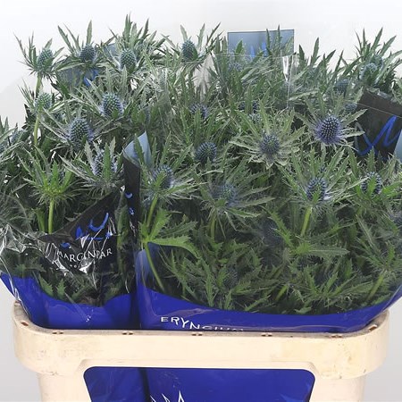 Eryngium (Thistle) Orion Questar