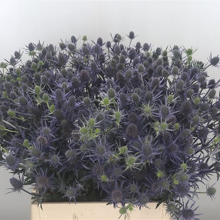 Eryngium (Thistle) Planum