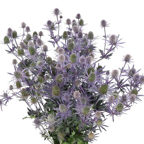 Eryngium (Thistle) Planum Bright Surprise