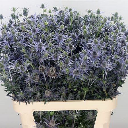 Eryngium (Thistle) Planum (Extra)