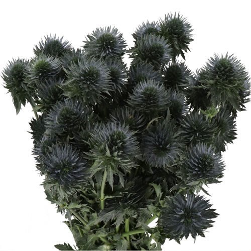 Eryngium (Thistle) Scorpius Questar