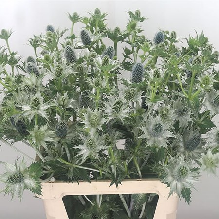 Eryngium (Thistle) Silver Ghost