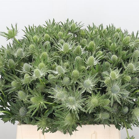 Eryngium (Thistle) Sirius Questar