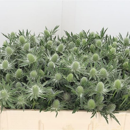 Eryngium (Thistle) Sirius Questar