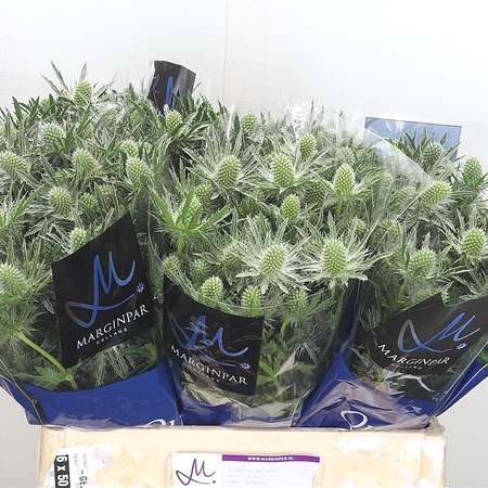 Eryngium (Thistle) Sirius Questar