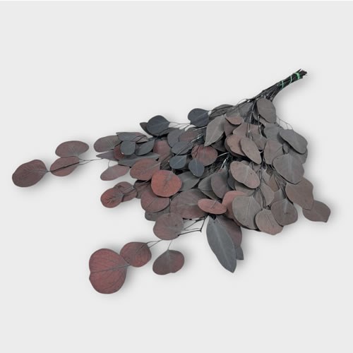 Euc. Populus Dyed Red & Preserved