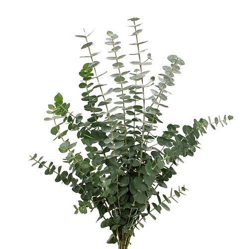 Eucalyptus Baby Blue