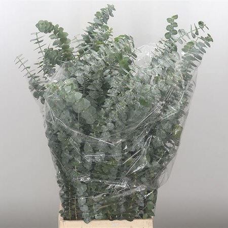 Eucalyptus Baby Blue