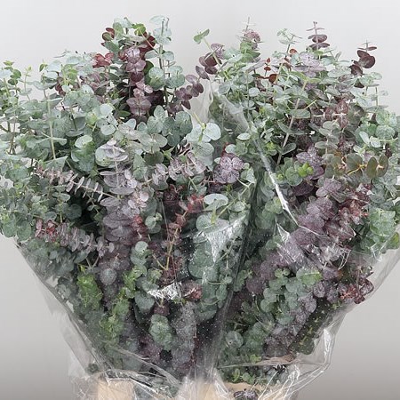 Eucalyptus Baby Blue 