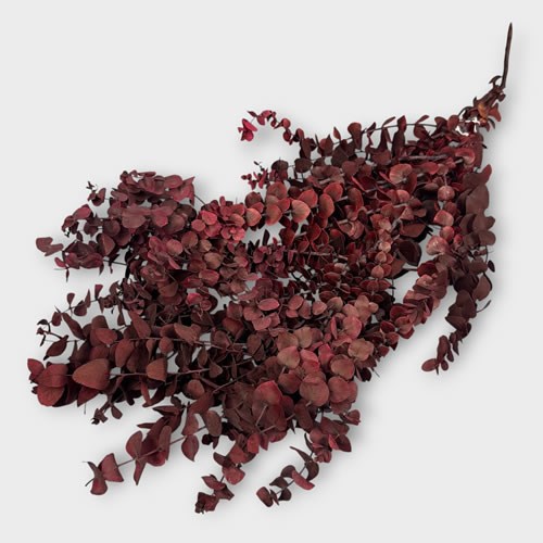 Eucalyptus Baby Blue Preserved Burgundy