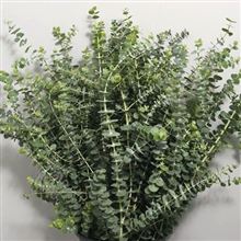 Eucalyptus baby blue