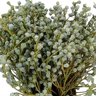 Eucalyptus Boule