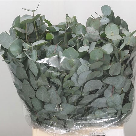 Eucalyptus Cinerea