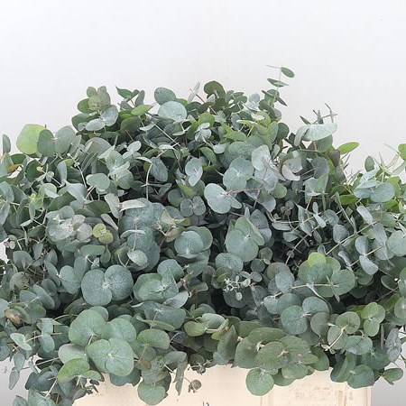 Eucalyptus Cinerea