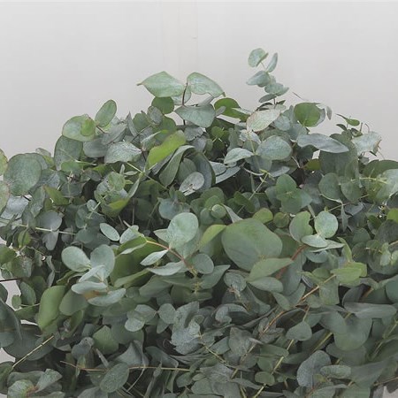 Eucalyptus Cinerea