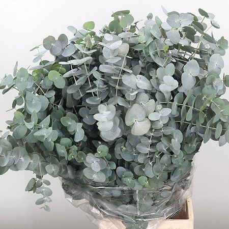 Eucalyptus Cinerea (Extra)