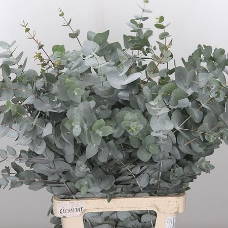 Eucalyptus Cinerea (Extra)